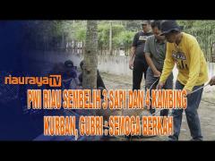 IDUL ADHA 1443 H, PWI RIAU SEMBELIH 7 EKOR HEWAN KURBAN